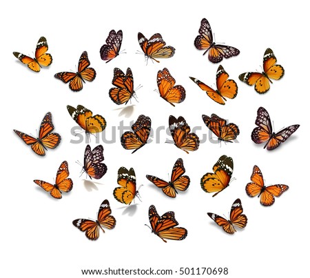 Big set Monarch Butterfly isolated on white background.