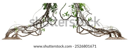 Big set of the tree has vines wrapped around it and twisted. The roots have beautiful gravel separated on a white background. There are copy points and intersecting paths.