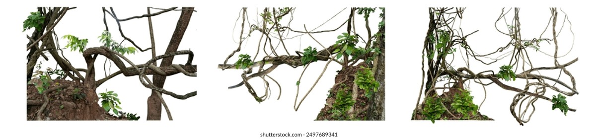 Big set The trunk of the tree was covered with twisted vines on a large termite nest on a white background there are copy areas and intersecting paths.