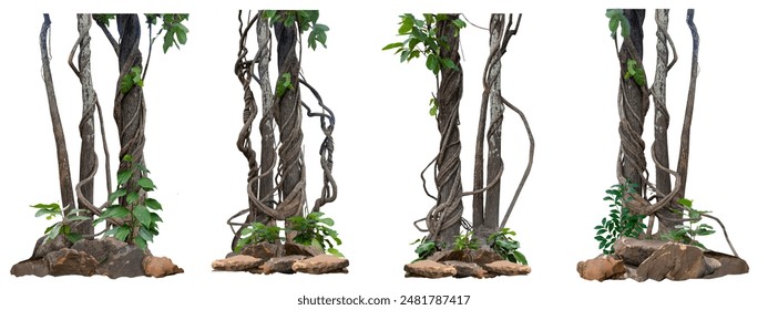 Big set the trunk of the tree has vines growing up the tree. The vines are twisted and twisted. At the roots, there are many stones as decorations for beauty, isolated on a white background, there is  - Powered by Shutterstock