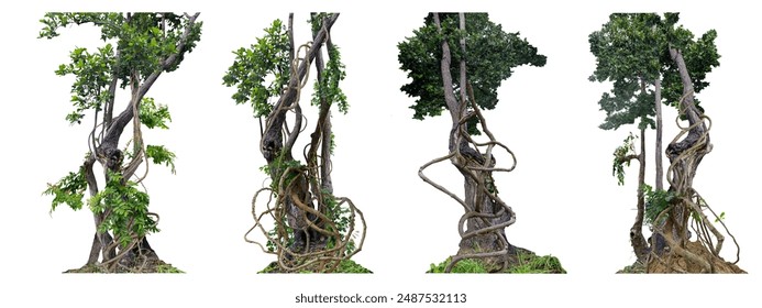 Big set the trunk of the tree has vines growing up the tree. The vines are twisted and twisted. At the roots, there are many stones as decorations for beauty, isolated on a white background, there is  - Powered by Shutterstock