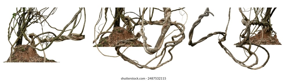 Big set the trunk of the tree has vines growing up the tree. The vines are twisted and twisted. At the roots, there are many stones as decorations for beauty, isolated on a white background, there is 