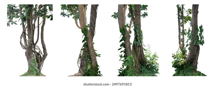 Big set the trunk of the tree has vines growing up. The twisted vines are separated on a white background. A clipping path is included. - Powered by Shutterstock