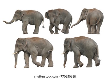 Big set , Wild elephant isolated on white background