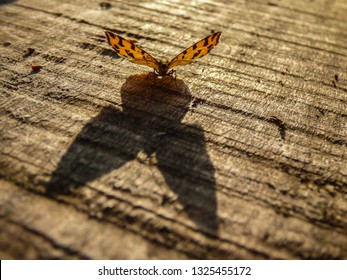 Big Shadow Of Small Orange Butterfly On The Wooden Desk 