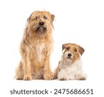 Big shaggy dog and small jack russell terrier dog sitting and looking at camera