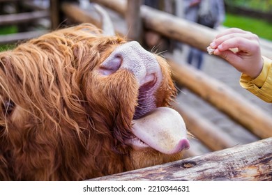 Big Shaggy Red Cow. Child Feeding A Cow