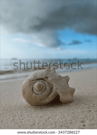 A big shell lies on the sand at the background of the Caribbean sea on Aruba beach.