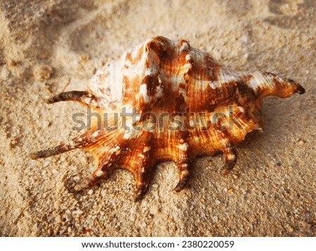 Big shell on the beach