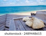 Big Shell on Wooden Balcony with Blurred Background of Blue Ocean