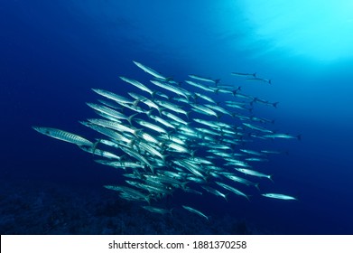 Big Shoal Barracudas Passing Bye The Underwater Photographer 