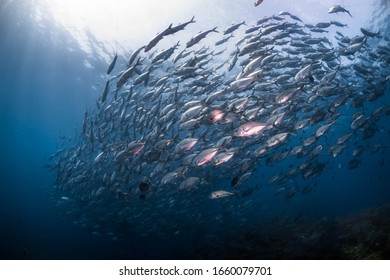 Big Shoal Of Silver Fish 