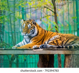 Big Siberian Tiger Shot Through The Bars Of The Cage, Held Captive In A Zoo. Concept Of Animal Rights, Endangered Species, Prison And Cruelty. 