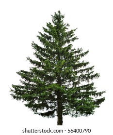  Big Single Fir Tree Isolated On White Background