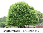 Big single tree with green leafs.