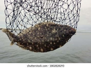 A big size summer flounder inside a net