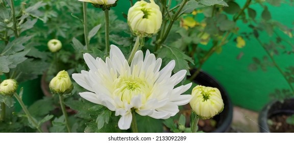 Big Size WHITE STAR In White Pompom A Beautiful Plant.