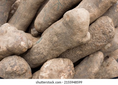 Big Size Yam Tubers Displayed For Sale In  