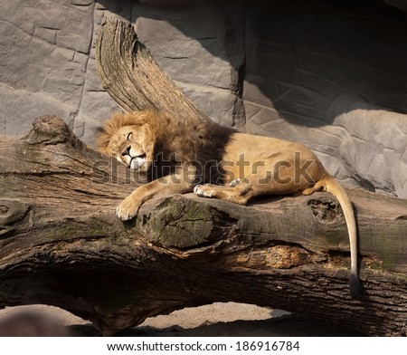 big sleeping lion closeup on outdoor stone rocks background