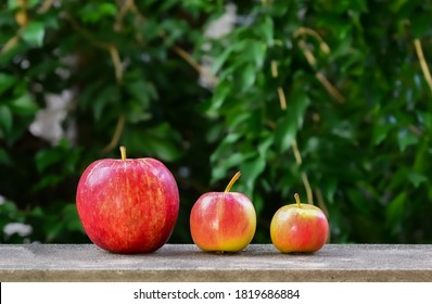 Big and small apples. Three ripe apples, red and yellow on nature background
 - Shutterstock ID 1819686884