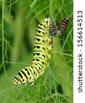 Big and small caterpillars eating leaves together - Black Swallowtail, Papilio polyxenes (second and fifth instars)