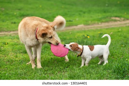 Big And Small Dog Bear Pink Frisbee