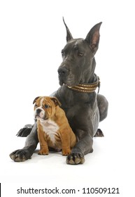 Big And Small Dog - Great Dane And English Bulldog Puppy On White Background