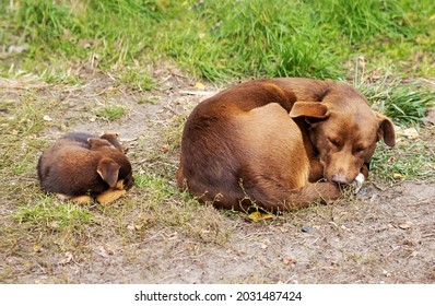 Big And Small Dog Sleep Curled Up In A Ball