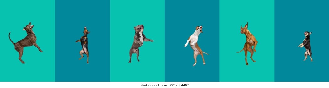 Big and small dogs jumping, playing, flying. Cute doggies or pets are looking happy isolated on colorful background. Creative collage of different breeds of dogs. Flyer for your ad.