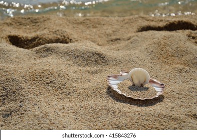 Big and small seashell on sandy beach by the sea