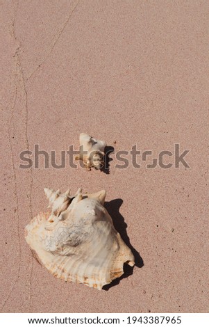 Big and small shell on pink sand. Tropical seashell.