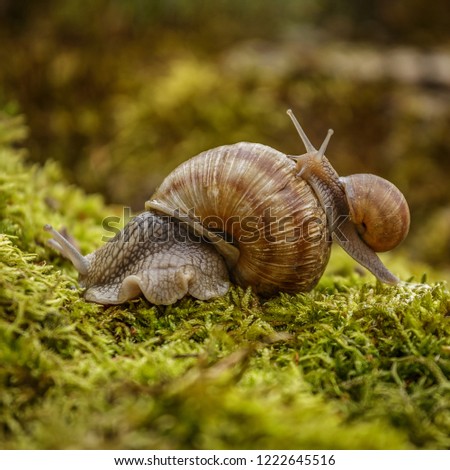 Similar – snail in moss Nature Grass