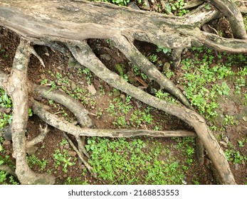 Big And Small Tree Roots Among Small Plants