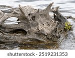 Big snag of fallen trunk old tree in the river. Plant has rotted over time and broken in water. Decomposition and destruction of tree in long time. Gray wood nature texture. Wild dead hollow log.