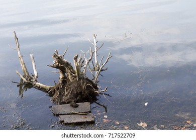 Big Snag In The Lake Macro Wood Tree