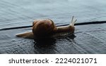 A big snail is crawling on the wet wooden road after the rain. Copy space. Natural background. Calmness concept. Low speed. Invertebrate animal. Rainy weather. One mollusk. Vine gastropod. Side view.