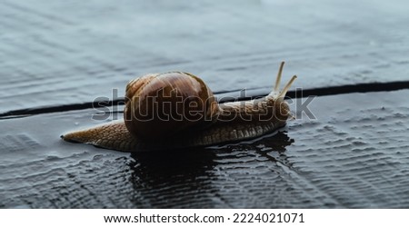 A big snail is crawling on the wet wooden road after the rain. Copy space. Natural background. Calmness concept. Low speed. Invertebrate animal. Rainy weather. One mollusk. Vine gastropod. Side view.