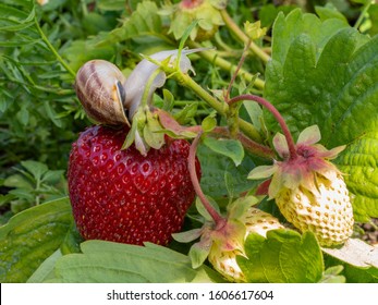 

Big snail on strawberries. Summer bush strawberry pest invasion.
