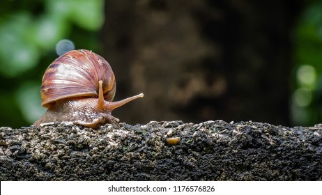 Big snail in shell crawling on road, summer day in garden, A common garden snail climbing on a stump, edible snail or escargot, is a species of large, edible, air-breathing land.