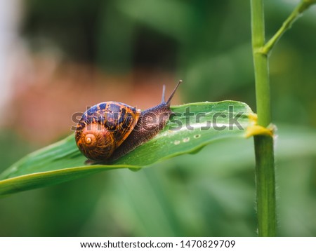 Big snail in shell crawling on grass or reed of corn, summer day in garden. Burgundy snail, edible snail or escargot, is a species of large, edible, air-breathing land snail, a terrestrial pulmonate 