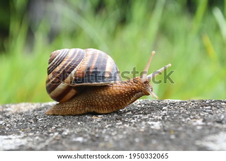 Big snail in shell crawling on road. Helix pomatia also Roman snail, Burgundy snail, edible snail or escargot