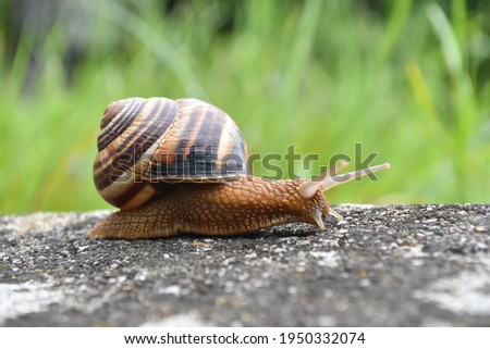 Big snail in shell crawling on road. Helix pomatia also Roman snail, Burgundy snail, edible snail or escargot