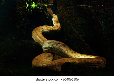 Green Anaconda Amazon Images Stock Photos Vectors Shutterstock