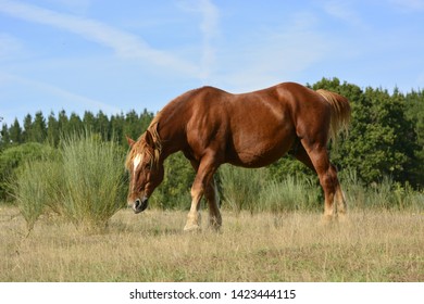 115 Giant percheron horse Images, Stock Photos & Vectors | Shutterstock