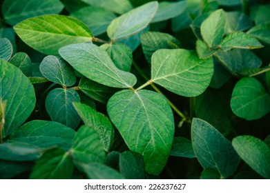 Big Soybean Leaves