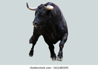 Big spanish bull with big horns