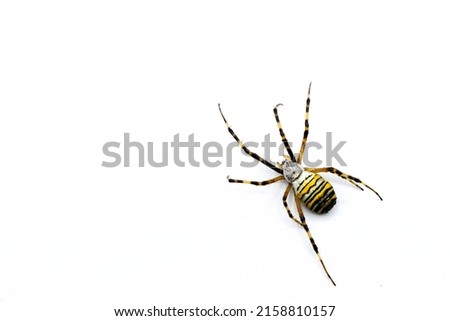 A big spider, Argiope bruennichi, wasp spider, is a species of orb-web spide isolated on white background