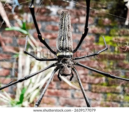 big spider with brick wall background, wild big spider with beautiful body texture on the web