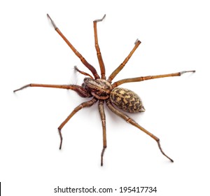 Big Spider Isolated On White Background