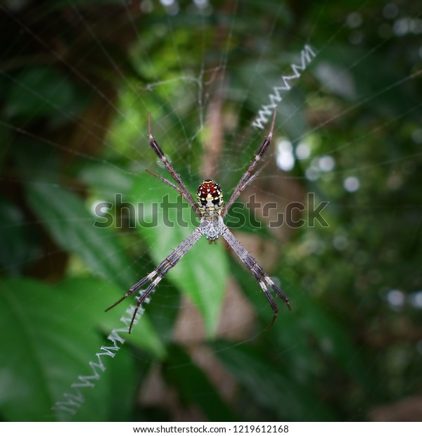 Big spider with long legs, black body with yellow spots Porn Photo